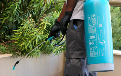 Don’t Let Pests Take Over: Pest Control in Lebanon